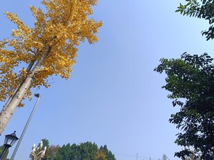 秋日金黄银杏与蓝天