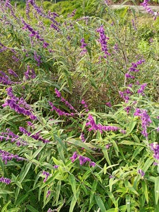 紫色花卉与绿叶繁茂景象
