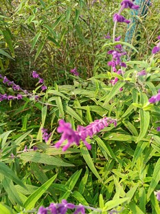 紫色花卉与绿叶的自然景致