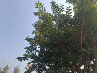 蓝天映衬下的葱郁树木