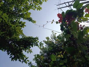 绿叶繁花间的天空一角