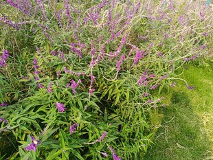 紫色花丛绿意盎然