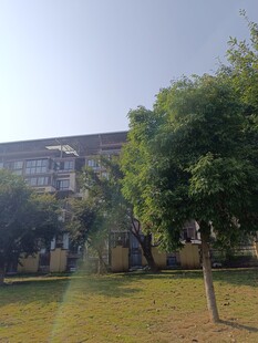 校园绿树环绕的建筑景观