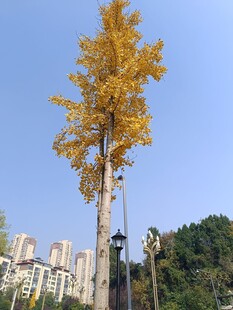 秋日金黄银杏树傲立城市