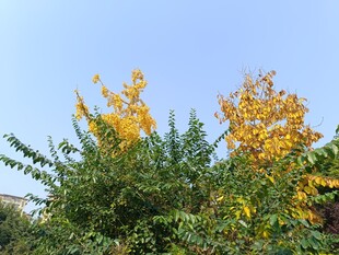 秋日黄绿相间的繁茂植物