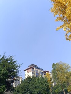 秋日绿树环绕的建筑景观