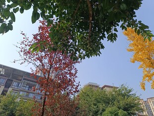 秋日多彩树木与建筑景观