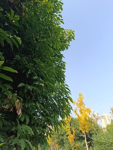 繁茂绿植映衬蓝天美景