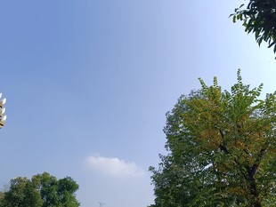 蓝天绿树风景图