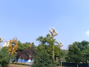 户外绿树蓝天景观