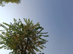 蓝天映衬下的葱郁树木