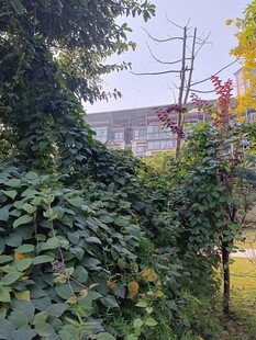 秋日藤蔓缠绕的绿意景致