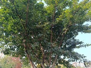 绿叶繁茂的树木