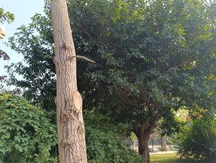 树干旁繁茂的绿树景观