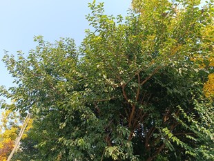 茂盛绿树展现自然生机