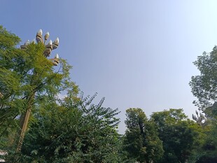 户外树木间的高耸灯杆