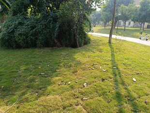 户外草地与绿植景观