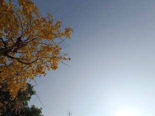 秋日银杏与晴朗天空