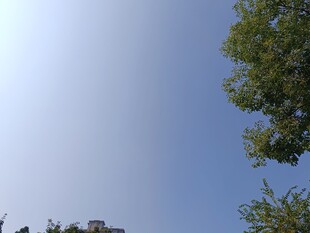 晴朗天空下的绿树与建筑