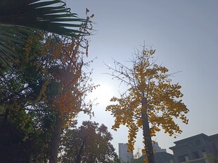 秋日阳光下的树木景致