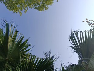 仰视葱郁植物与蓝天