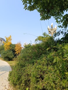 秋日林间小道绿意盎然