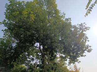 高大葱郁的树木