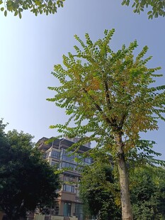 城市中挺拔的绿树