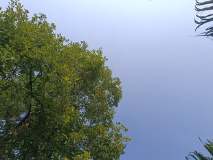 仰视绿树蓝天美景