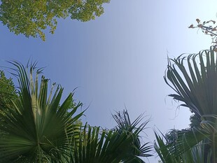 仰视葱郁绿植与蓝天