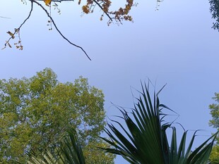 仰视绿树蓝天景致