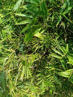 翠绿繁茂的植物枝叶