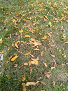 草地上的缤纷落叶