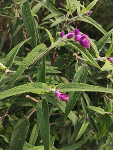 紫色小花绽放绿叶间