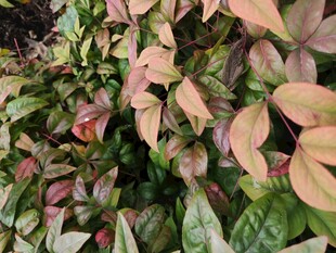 多彩叶片植物特写