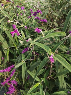 紫色小花与绿叶的景致