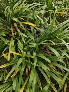 翠绿繁茂的植物叶片