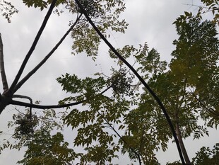 仰视繁茂树枝与天空