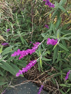 紫色花卉绽放于绿叶间