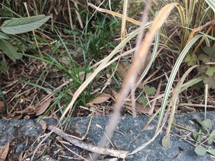 草丛中的细长物体