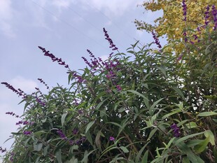 紫色花卉植物特写