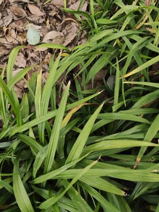 翠绿细长叶片的植物