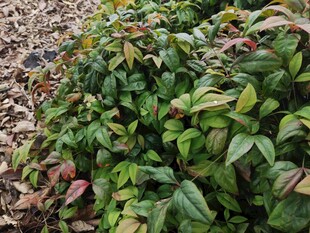 绿叶红边植物特写