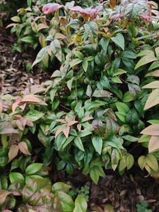 多彩叶片植物景观