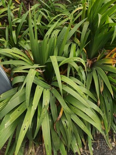 翠绿丛生的阔叶植物