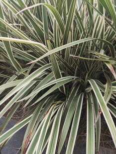 金边麦冬草特写