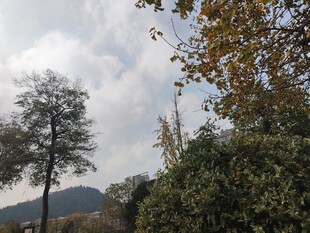 山林间树木与多云天空