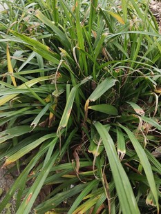 翠绿丛生的长条状绿叶植物