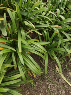 翠绿丛生的长条状叶片植物