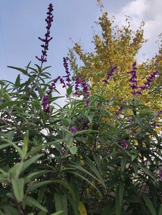 紫色花卉绽放于绿叶间